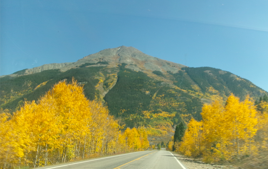 Aspen trees in the fall in Colorado