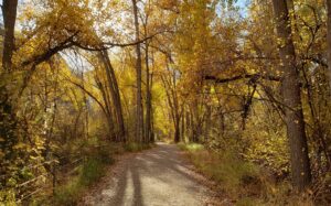 Golden colored trees in the fall season